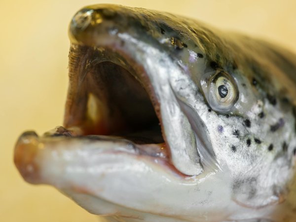 Les Évolutions Exceptionnelles de la Pharmacie Industrielle : Innovations Révolutionnaires et Défis à Surmonter