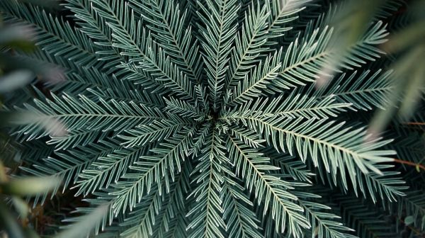 Guide pour déchiffrer les étiquettes de palmier nain serenoa repens