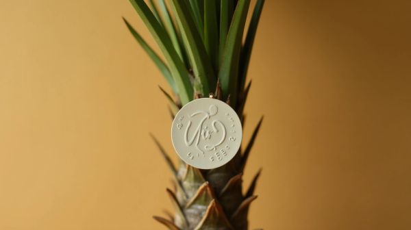 Serenoa repens : lire une étiquette de palmier nain sans se tromper